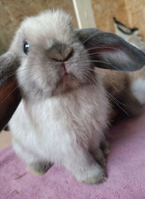 Króliczek mini lop
