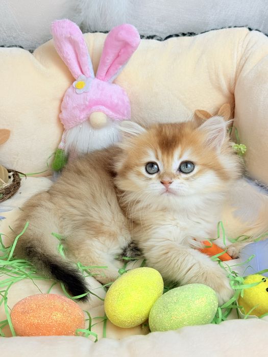 Золота шиншила 2 місяці