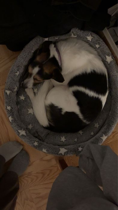 Sunia Trixie do pilnej adopcji
