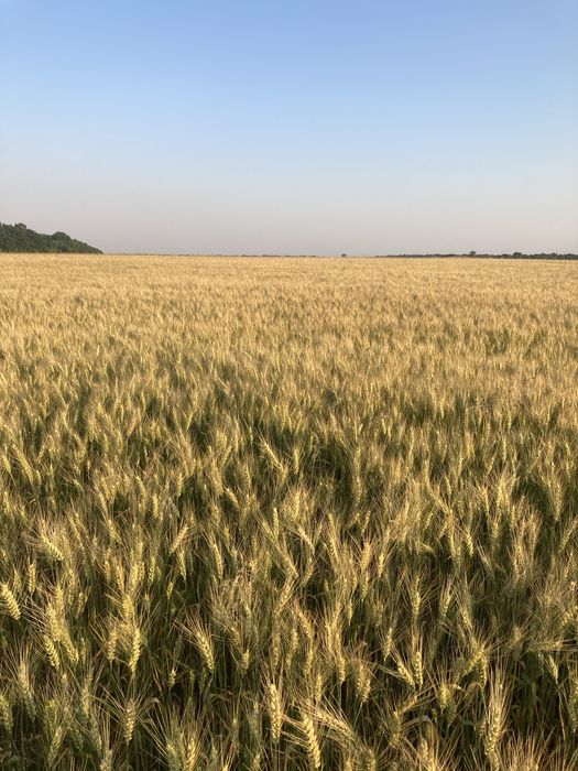 Продам пшеницю ,ячмінь , Пшеница , ячмень