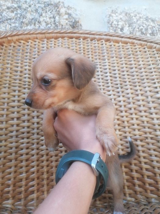 Cachorrinho para adoção responsável