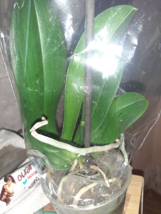 Орхідеї  Гарні орхідеї