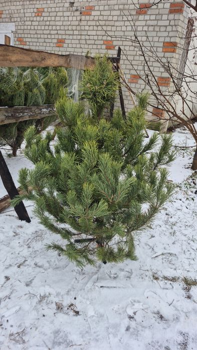 Елки стриженная сосна опт розница