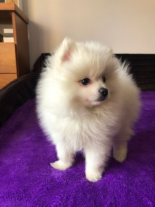 Macho Spitz Alemão Anão