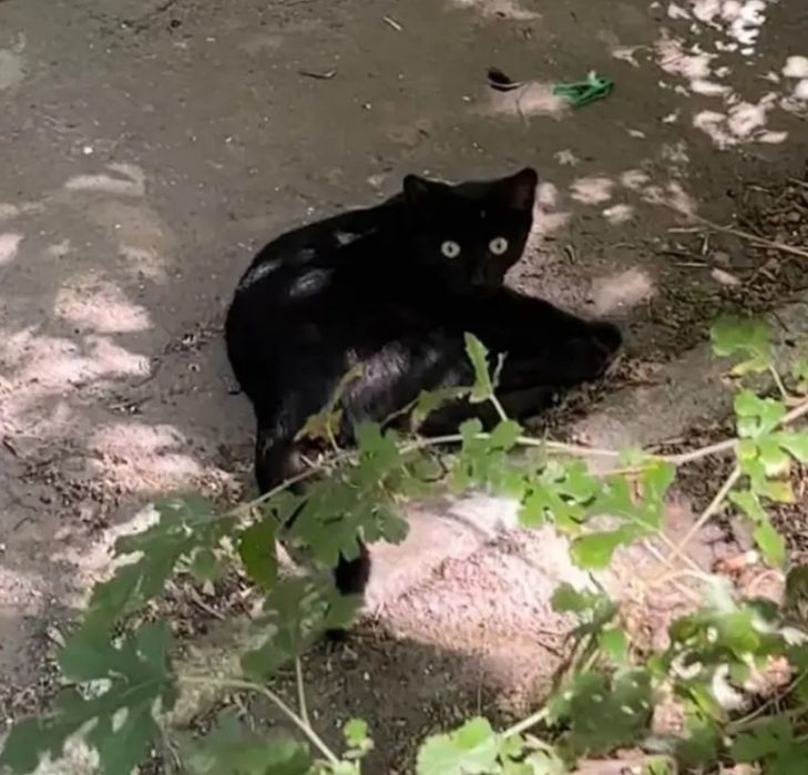 Отдам даром в добрые руки черного котенка