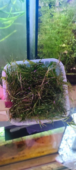 Roślina guppy grass najas guadelupensis duża ilość