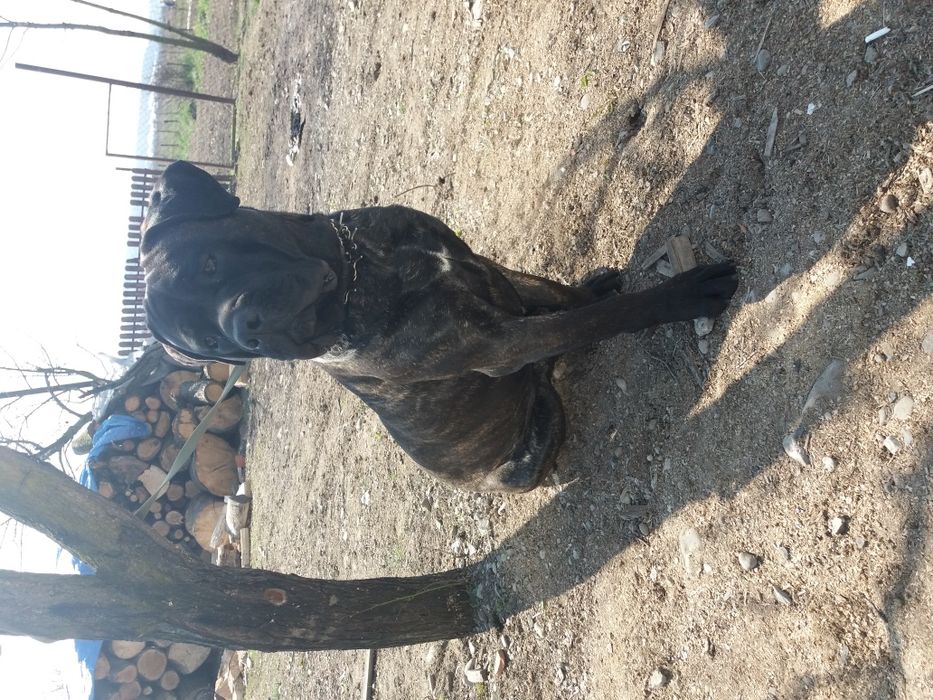 Кане корсо в'язка