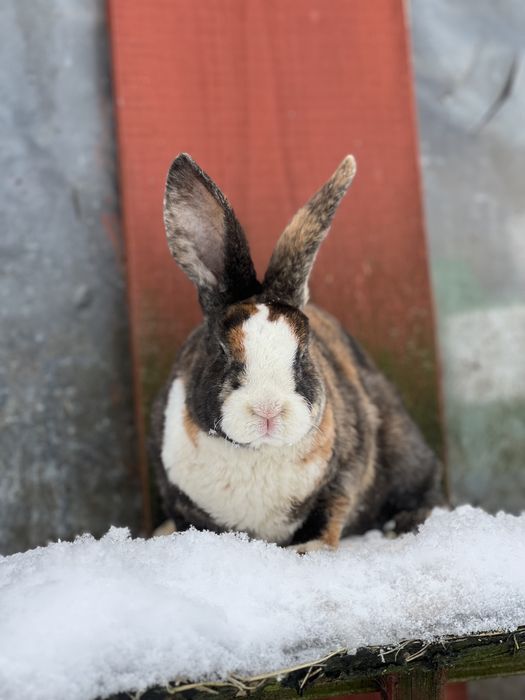 Samiec samczyki rex reks japoński