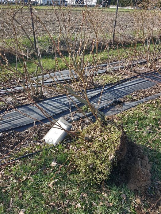 Krzewy borówki amerykańskiej