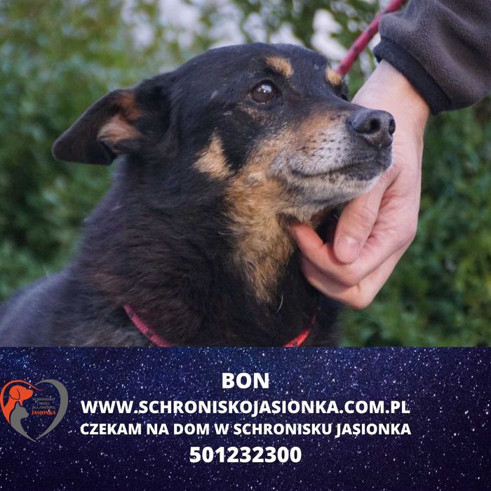 BON do adopcji – Schronisko Jasionka