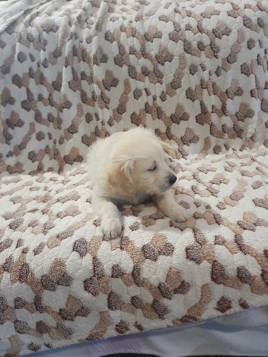 Golden retriever