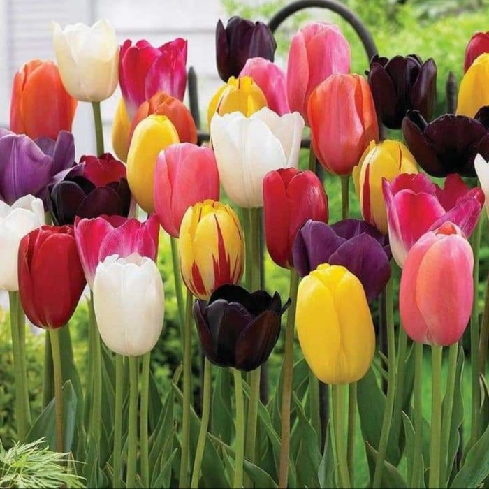 Цибулини  тюльпанів