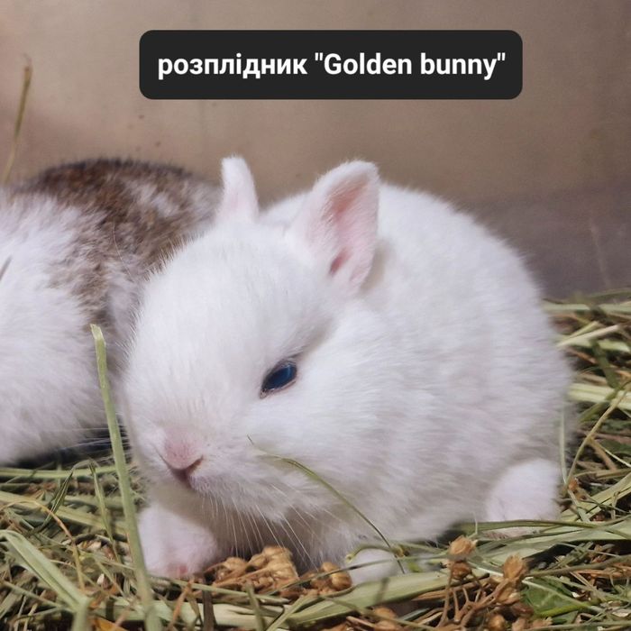 Гермеліни екстра класу з документами,щепленням та родоводом!!!