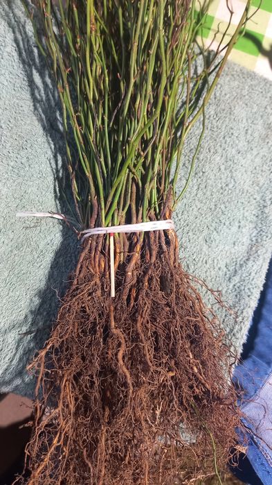 Dziczki róży multiflora