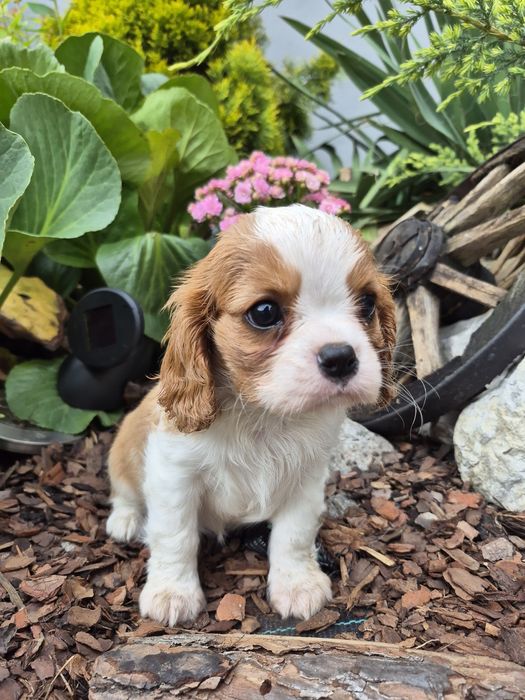 Cavalier king charles spaniel