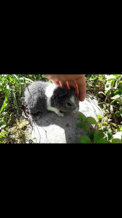 Морська свинка, тедді