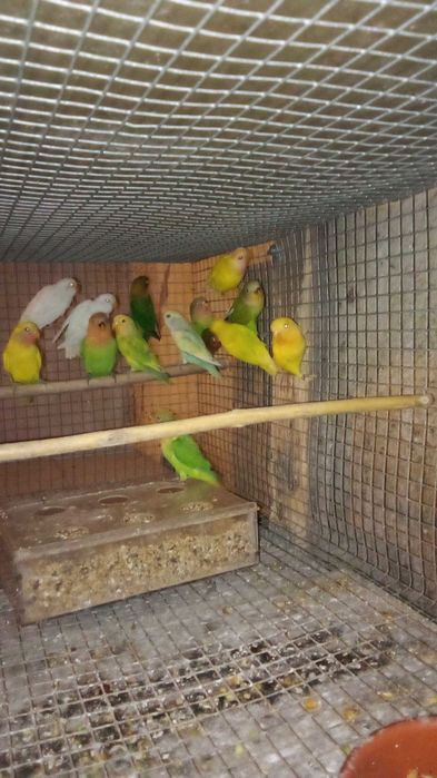 roseicollis aratingas alexandrinos bebés.