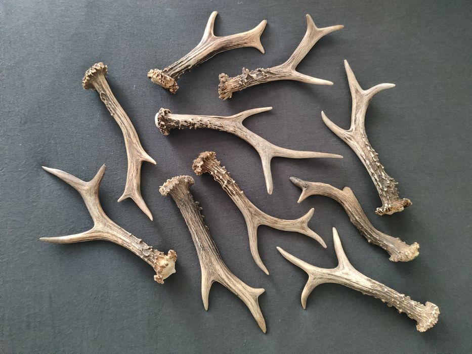 Zestaw parostków 10 szt, poroże myłkus parostki