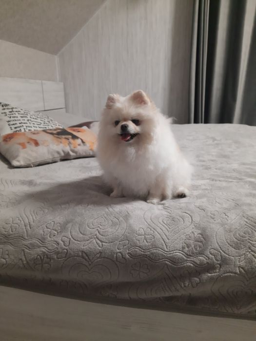 Продам померанского  шпица