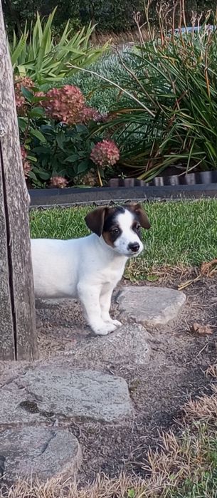Jack Russell Terrier - piękny piesek