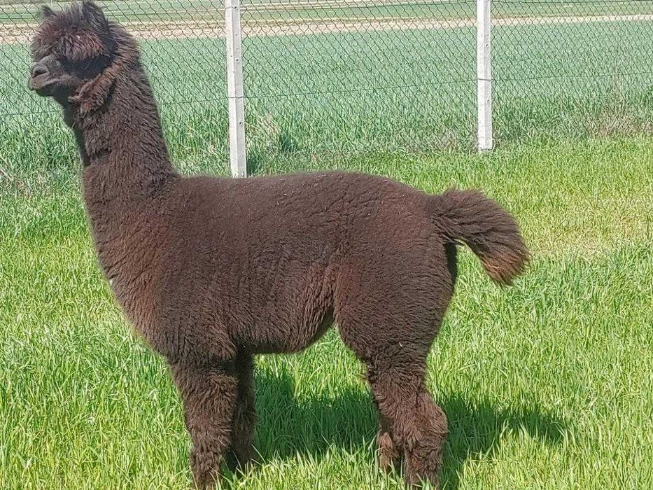 Sprzedam samca Bono 7 lat