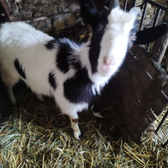 кози та козенята