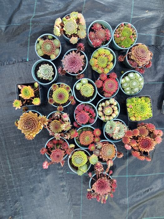 Кам'яна роза молодило