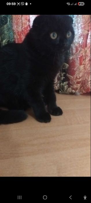 Шотландская чорная кошечка