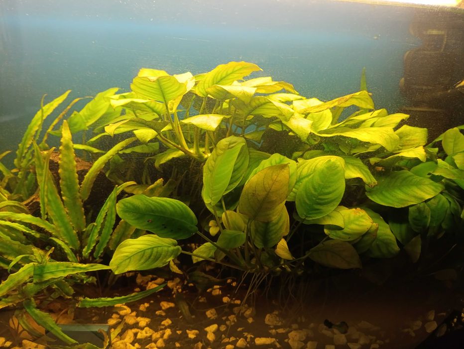 Anubias sprzedam