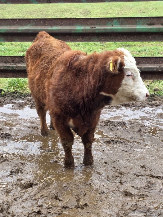 Byczki odsadki 14 sztuk