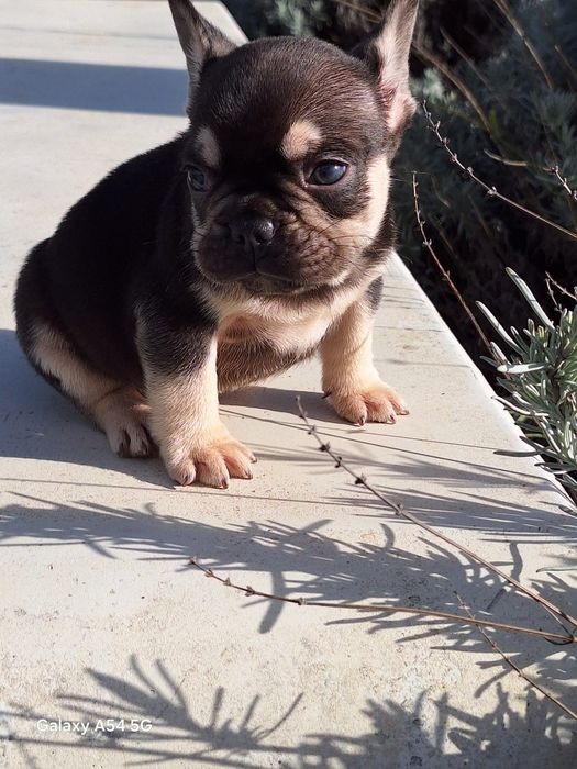 Bulldog Francês Choco Tan Macho