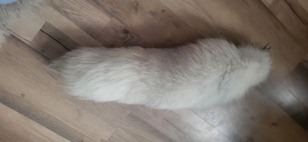 Lisia kita zawieszka