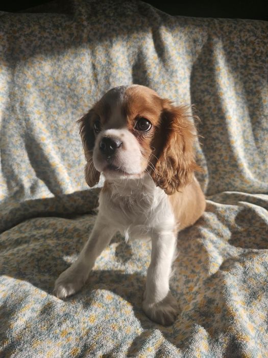Cavalier King Charles spaniel -chlopak