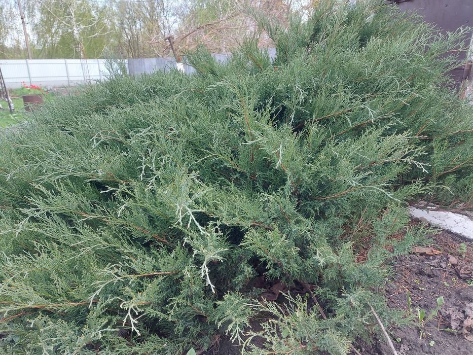 Ялівець/ Можевельник козацький/гілки для декору
