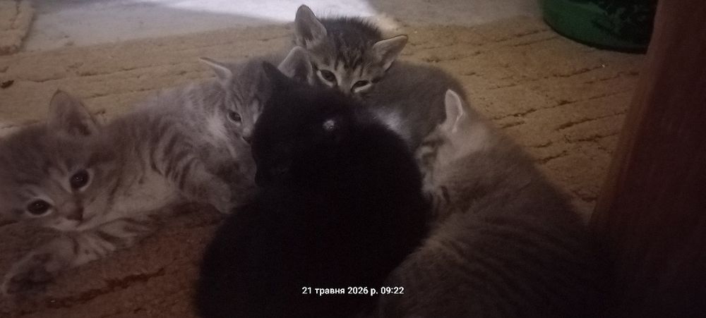 Кошенята  віддам у добрі руки
