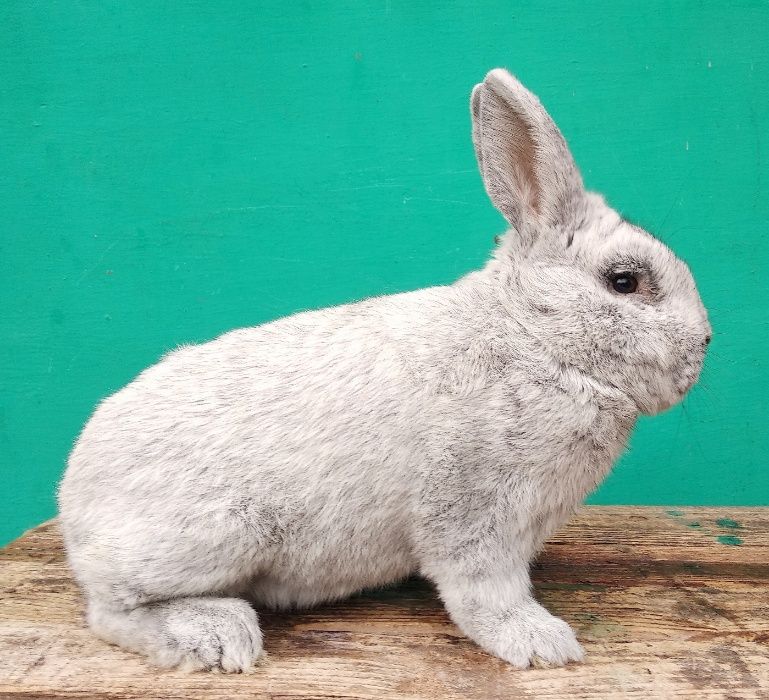 Кролики Велике Світле Срібло