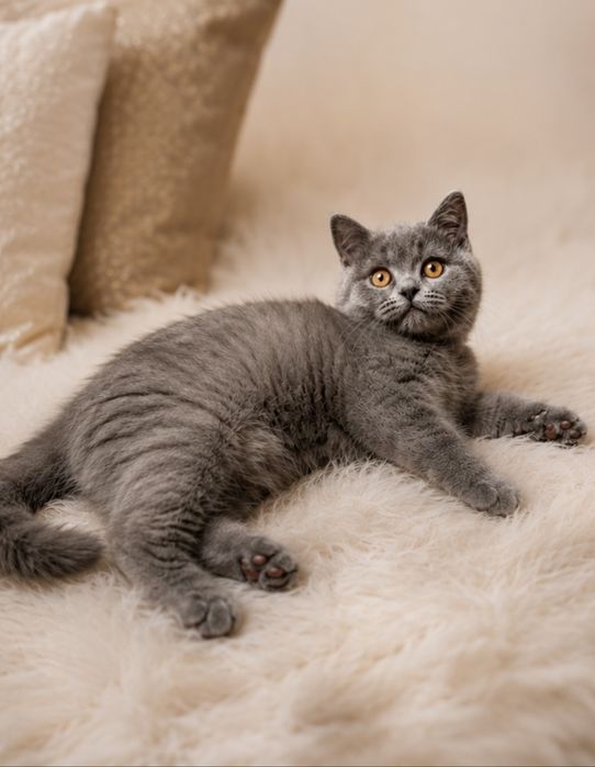 Gatinho Scottish straight