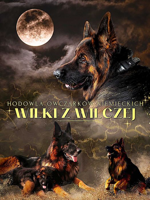 owczarek niemiecki , owczarki niemieckie