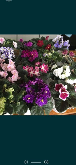 Терміново продам фіалки!!