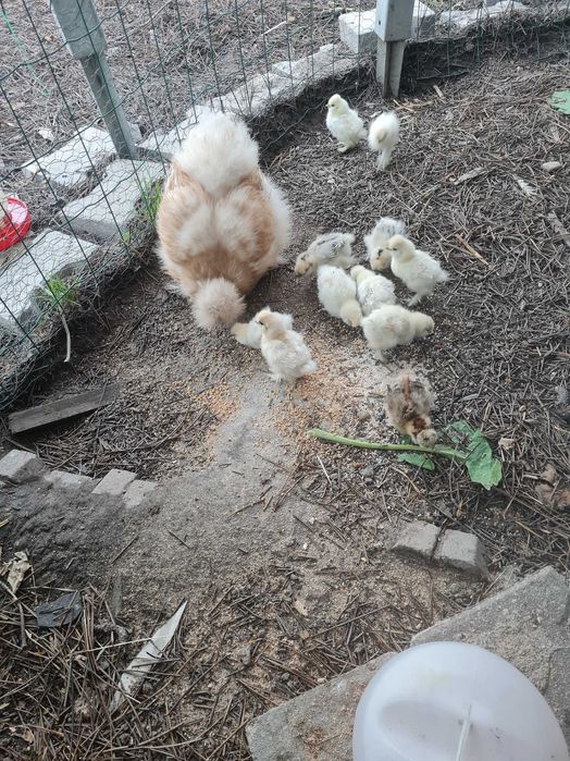 Ovos Sedosas do Japao Barbudas