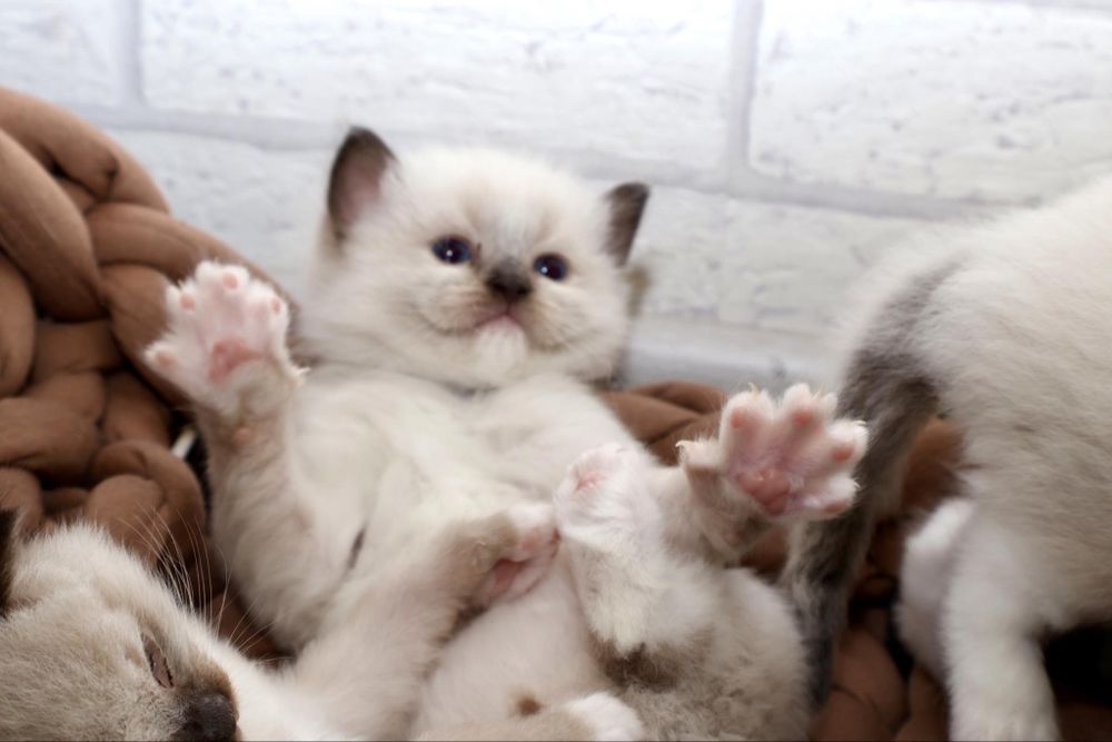 Ragdoll kocurek seal mitted