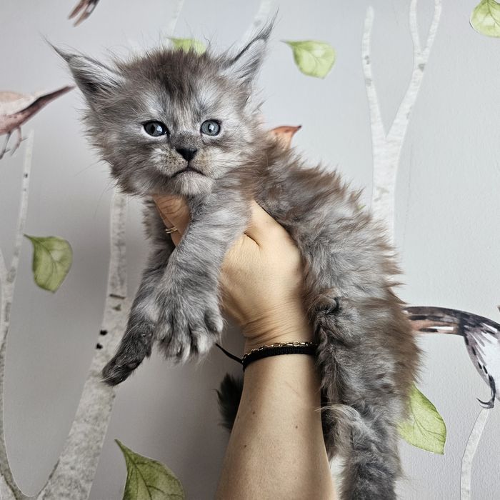 Koteczka   Maine coon rodowód FPL hodowlana