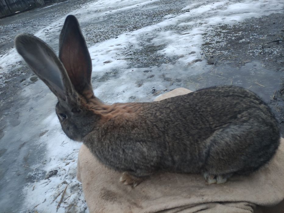 Olbrzym belgijski szary