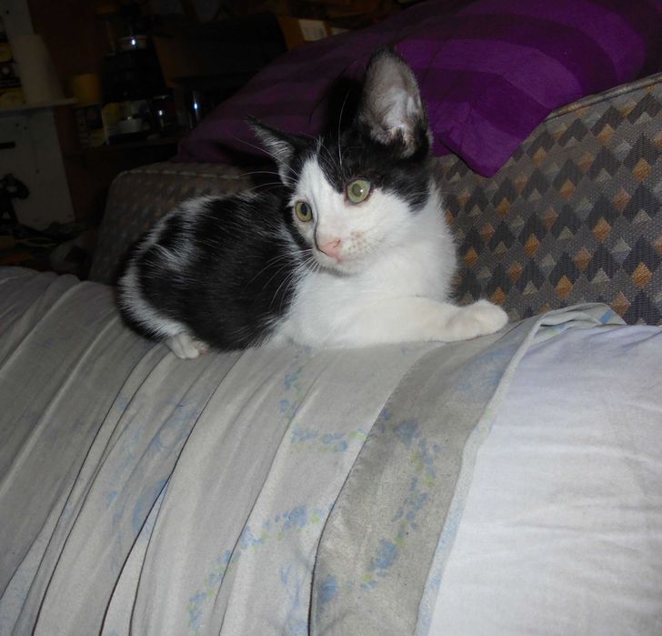 Gatinho para adopção