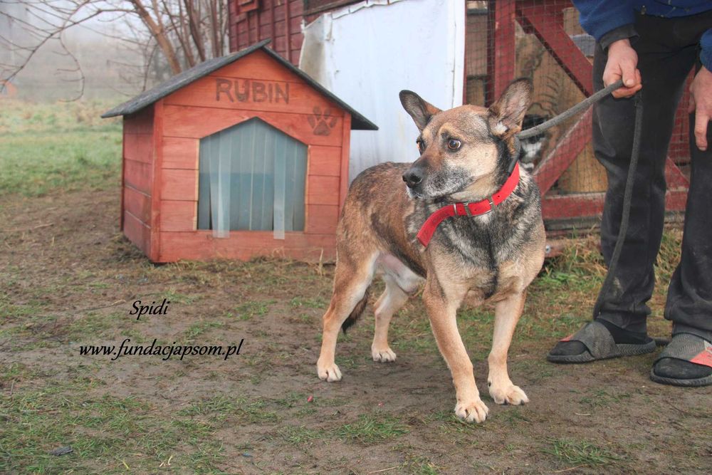 Spidi szuka właściciela
