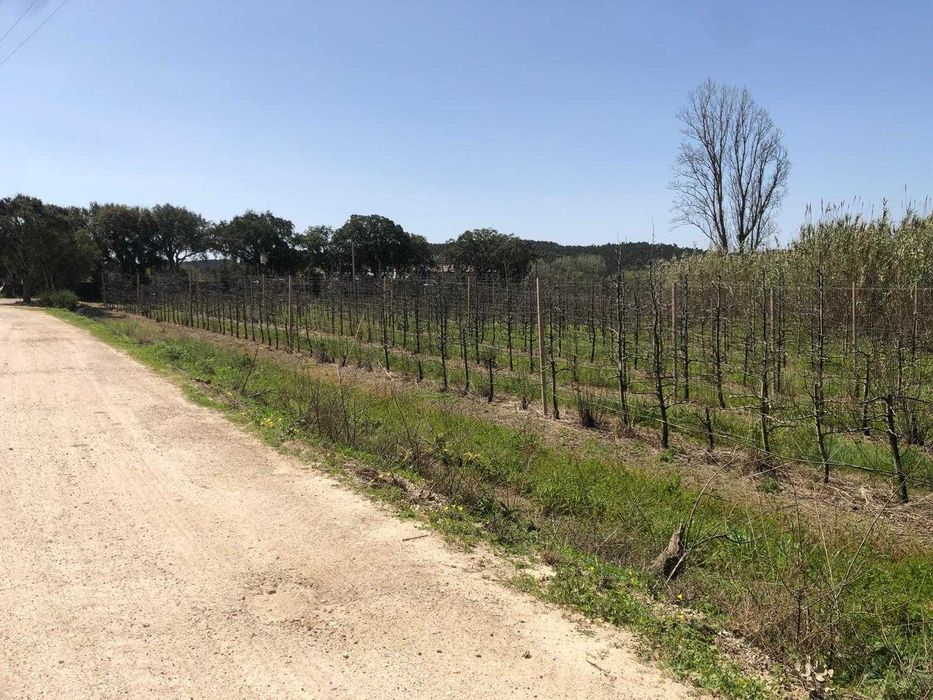 Terreno agrícola 3,28 ha com pomar de Pera Rocha e Maçã - Oeste