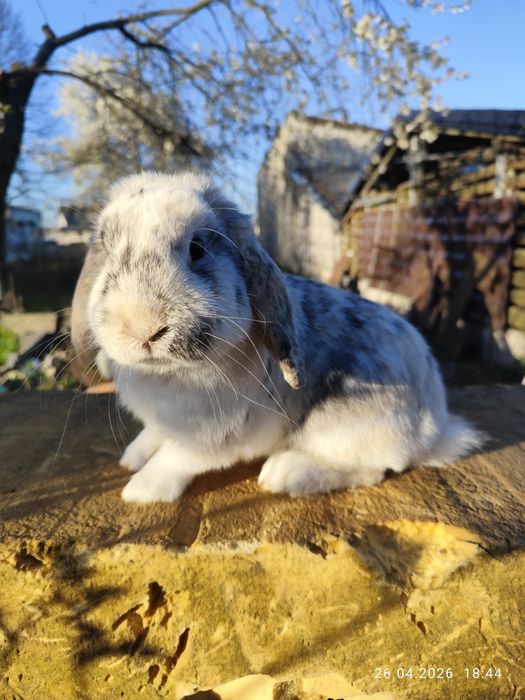 Królik miniaturka baranek karzełek, mini lop