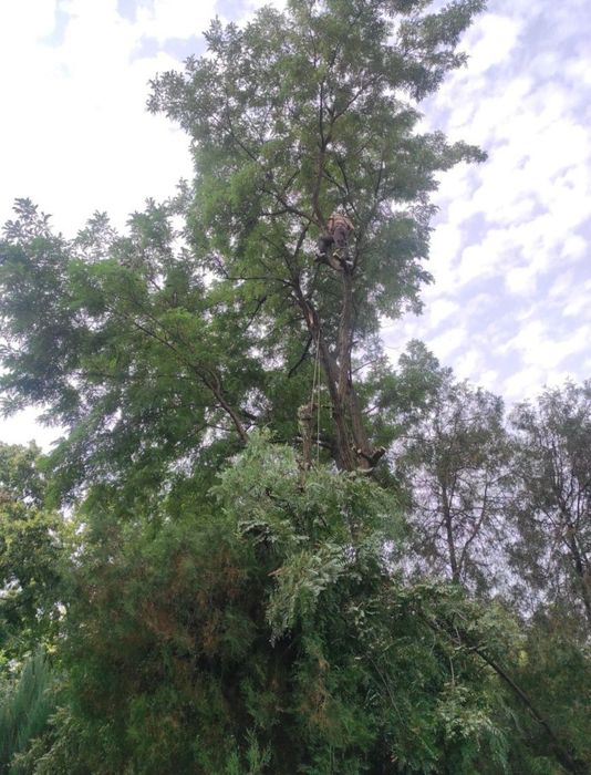 Профессиональный спил деревьев любой сложности.