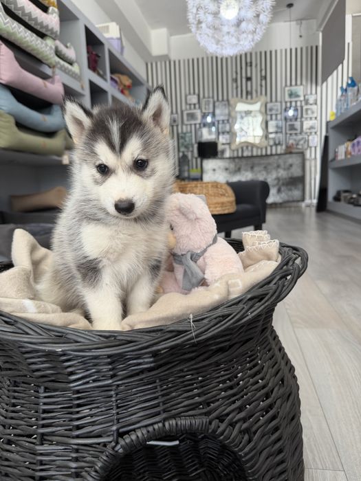 Husky  femea fantastica