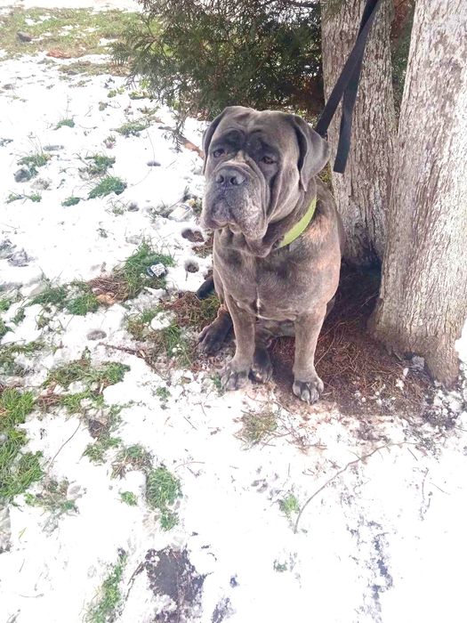 Кане Корсо хлопчик для в'язки